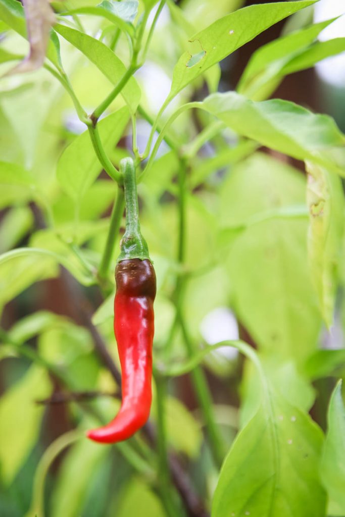 cayenne pepper in garden